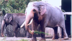 Grandpa Lin Wang, the world’s oldest Asian elephant in captivity died in Taipei yesterday. He was 86. 