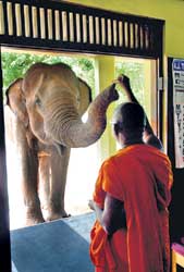 Sharing a special bond: Ven Mevaramba Hemaratne Thera with ‘baby’