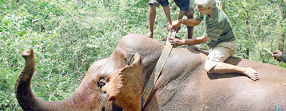 Ajay Desai (right) fixes a radio collar to a wild elephant in India as it recovers from a tranquilizer drug