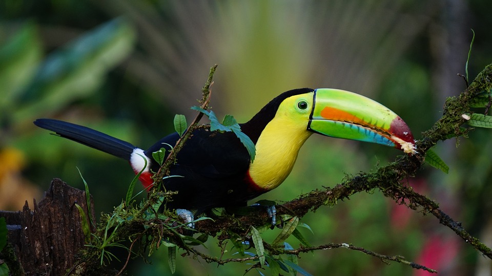 Costa Rica, a földi paradicsom Costa Rica, a földi paradicsom