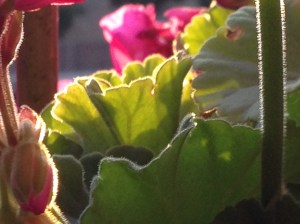 IMG_2471