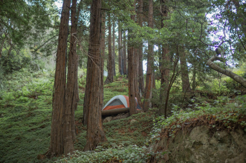 Redwood campvibes
