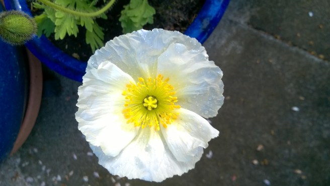 i love poppies
