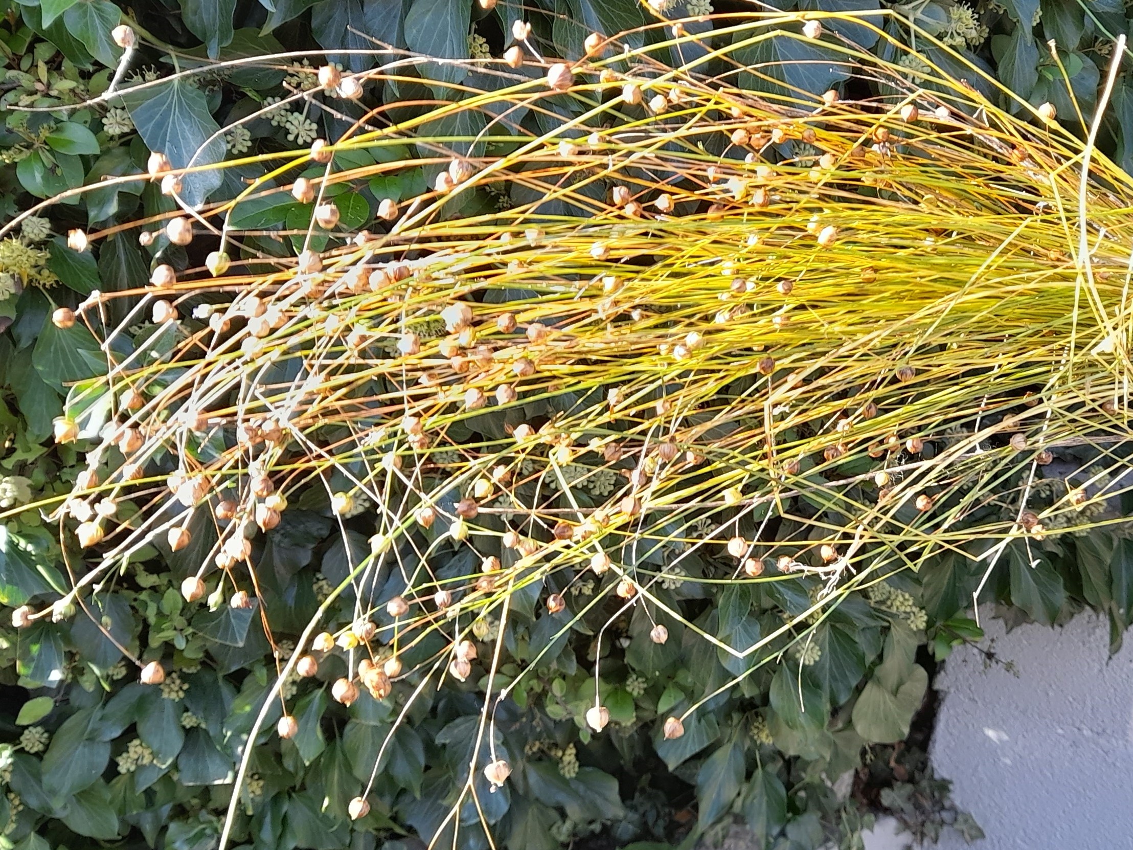 flax
