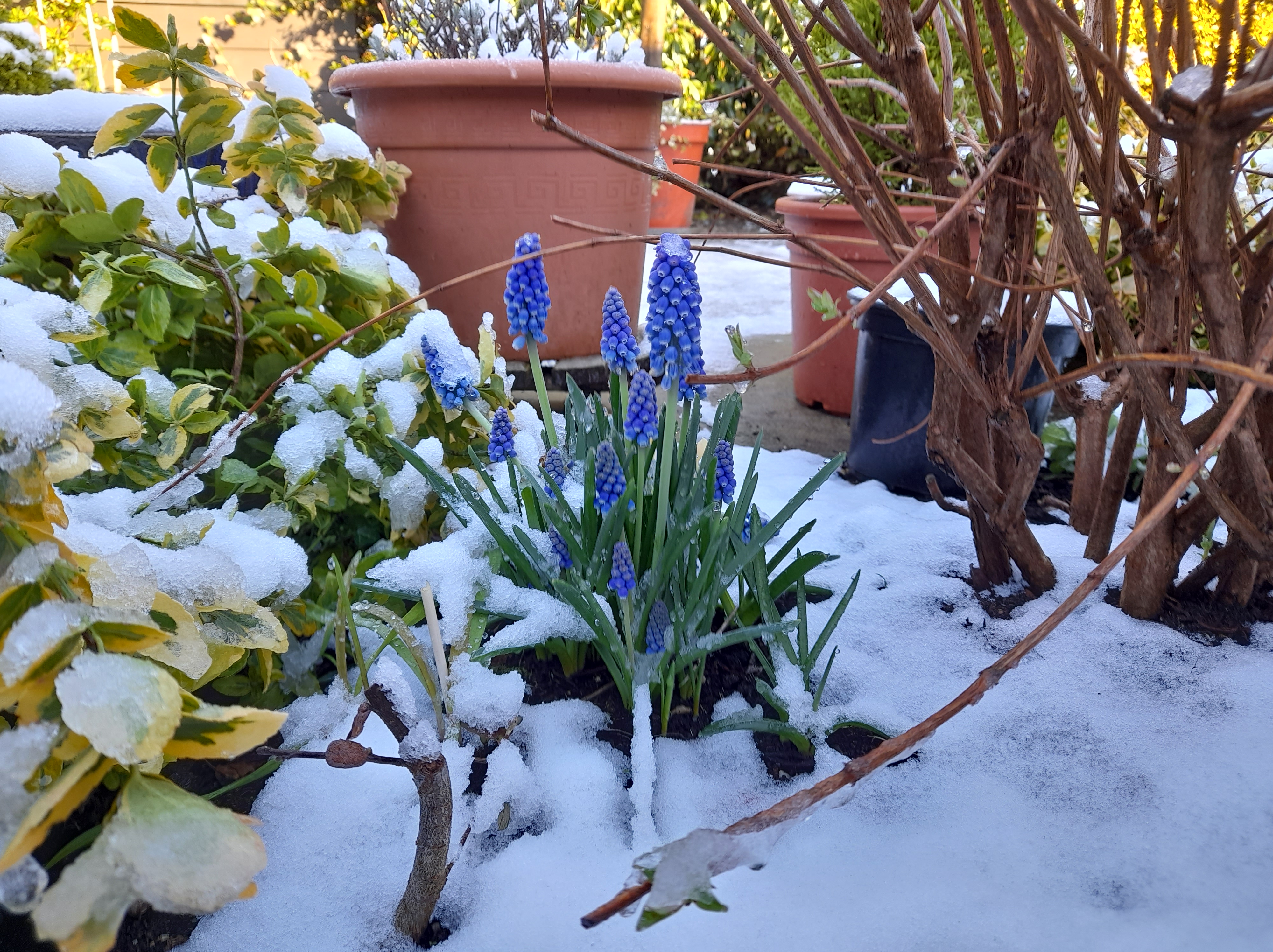 muscari 10-3-23
