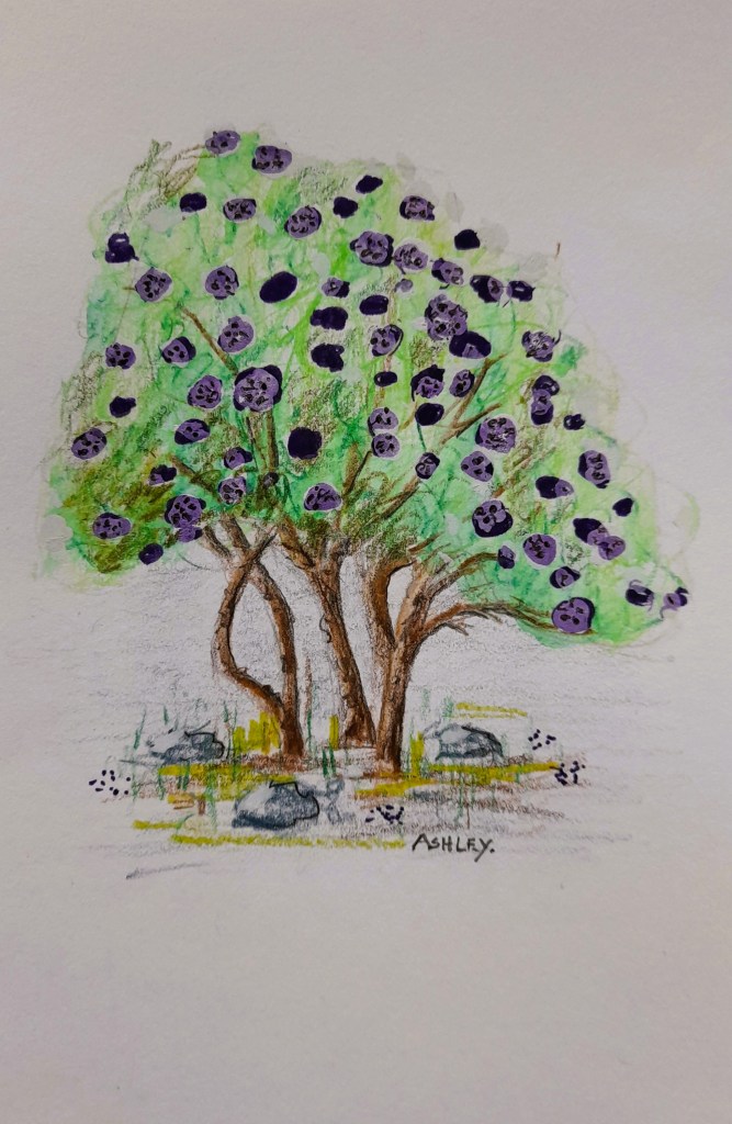 Elder tree with berries