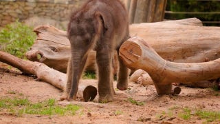 Fort Worth Zoo announces birth of massive Asian elephant calf in historic milestone - Fox News