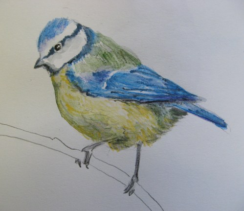 sketchbook birds 10