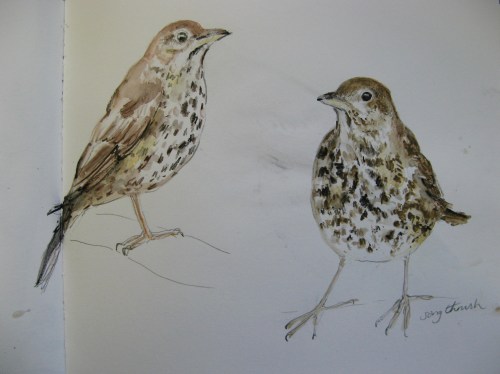 sketchbook birds 3