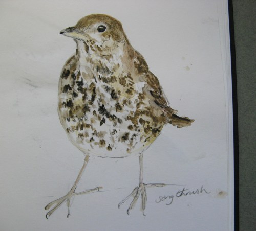 sketchbook birds 4