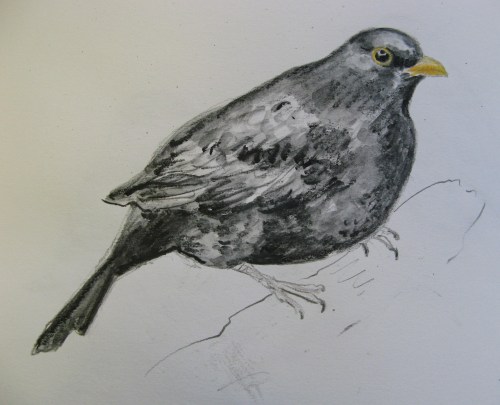 sketchbook birds 6