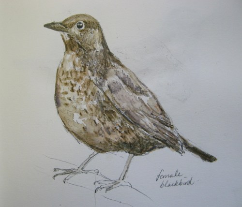 sketchbook birds 7