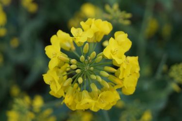 Bayer Crop Science repce virágvedelem