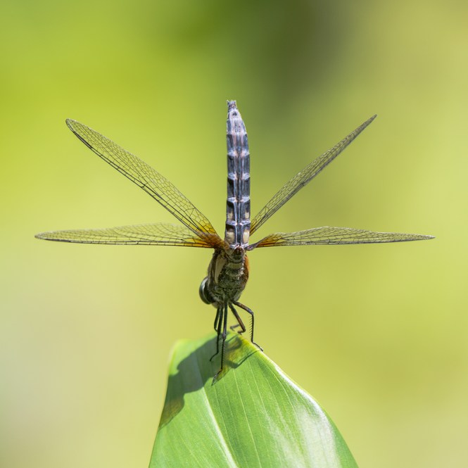 Blue Dasher