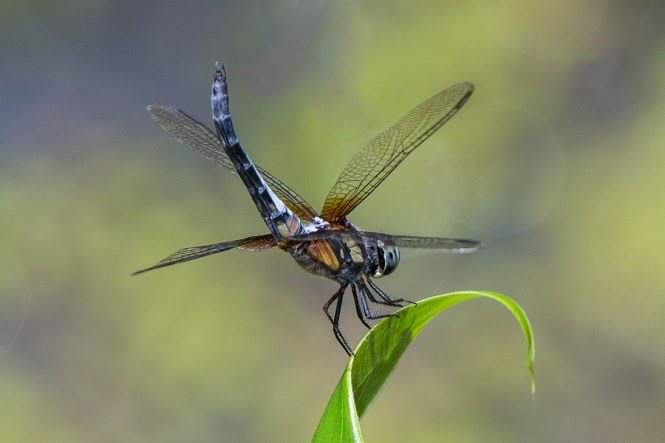 Blue-Dasher2
