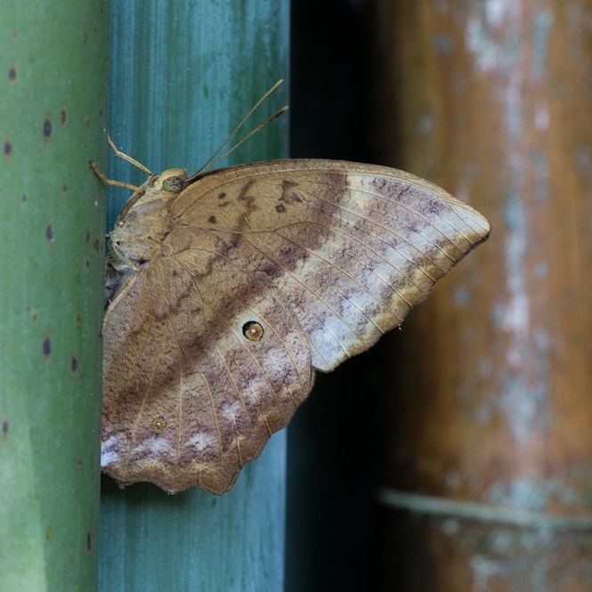 Discophora-sondaica-tulliana
