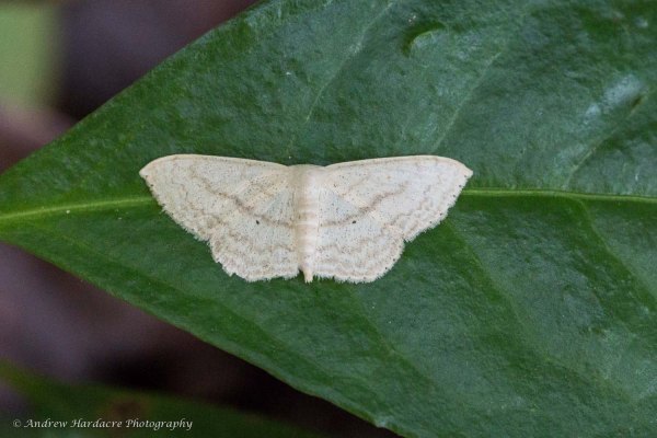 Scopula
