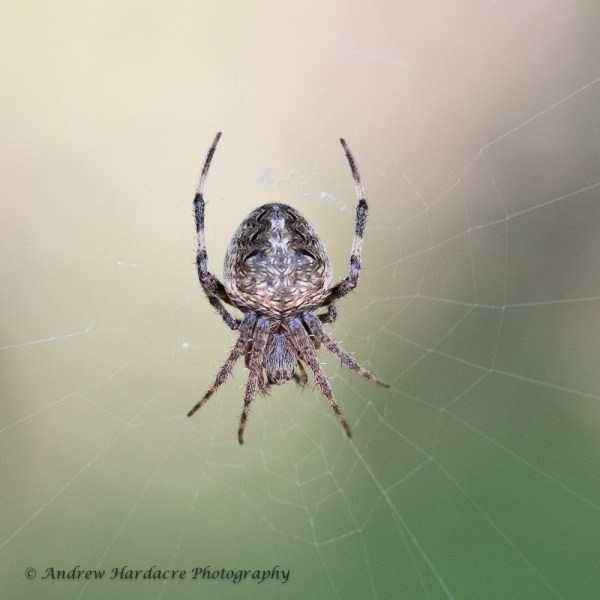 Spider for ID