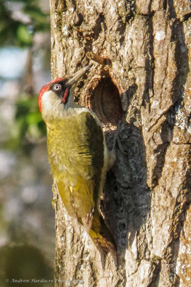 Green Woodpecker-2