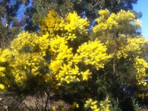Spring 006