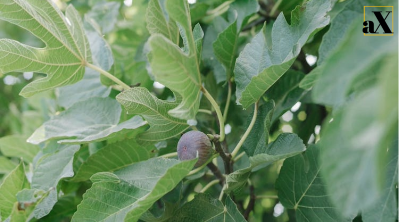 Fig tree ripening in a non-native climate — symbolizing how climate change is reshaping agricultural zones.