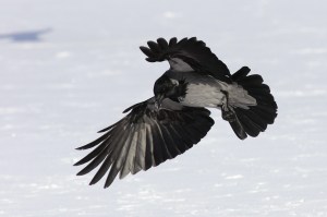 crow