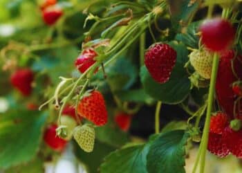 Las fresas son muy saludables, pero hay personas que deben tener cuidado con ellas.