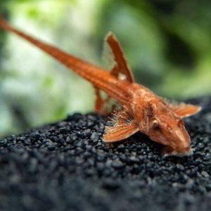 Loricaria super red (Vörös boszorkányharcsa)