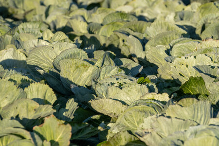 Market & Harvest Reports: Summer 2024