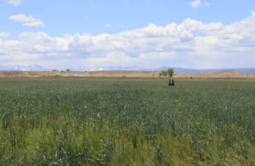 woodwell researchers standing in a pasture in co