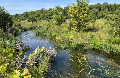 river through a restored disused cranberry bog in Massachusetts