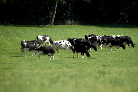 Image of cattle grazing in a field