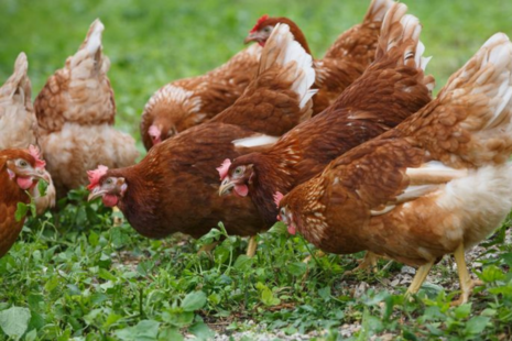 Images of chickens in a field