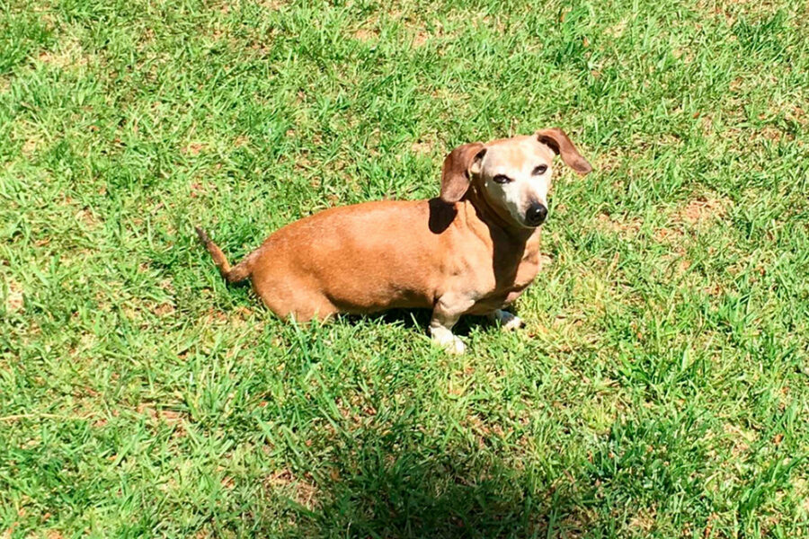 Dachshund Buddy sitting on grass