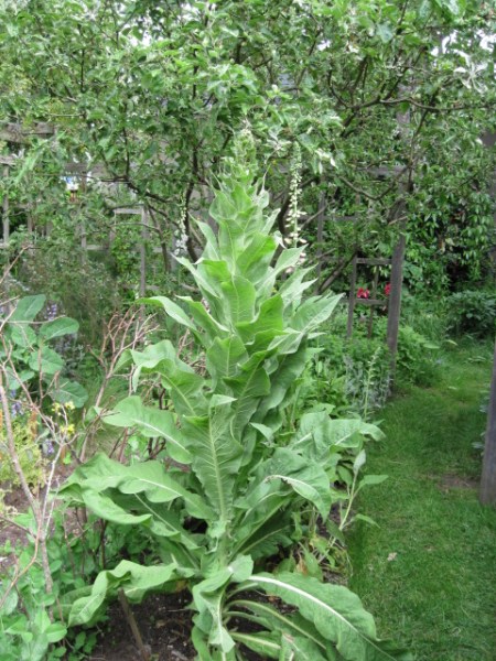 Mullein bloom stalk developing