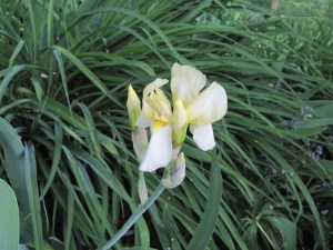 Dainty pale yellow iris, also early, name unknown.
