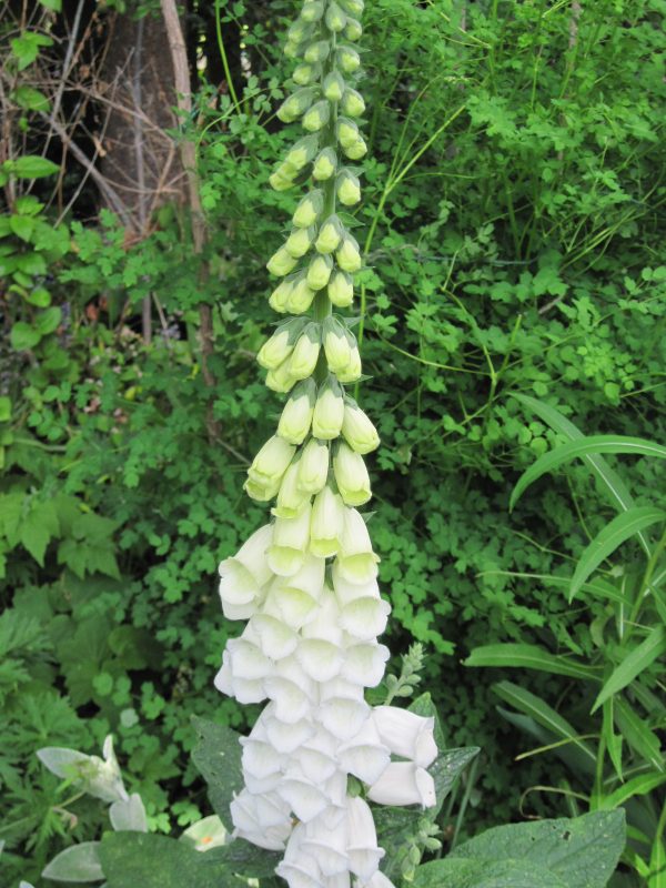 White foxglove with thalictrum behind