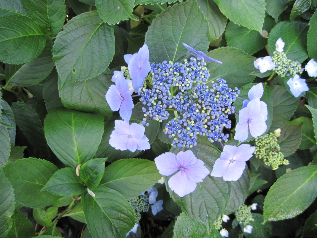 Blue lacecap hydrangea July 2021