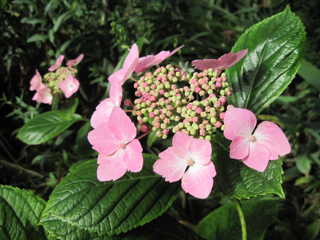 Pink lacecap hydrangea, grown from cutting in pot July 2021