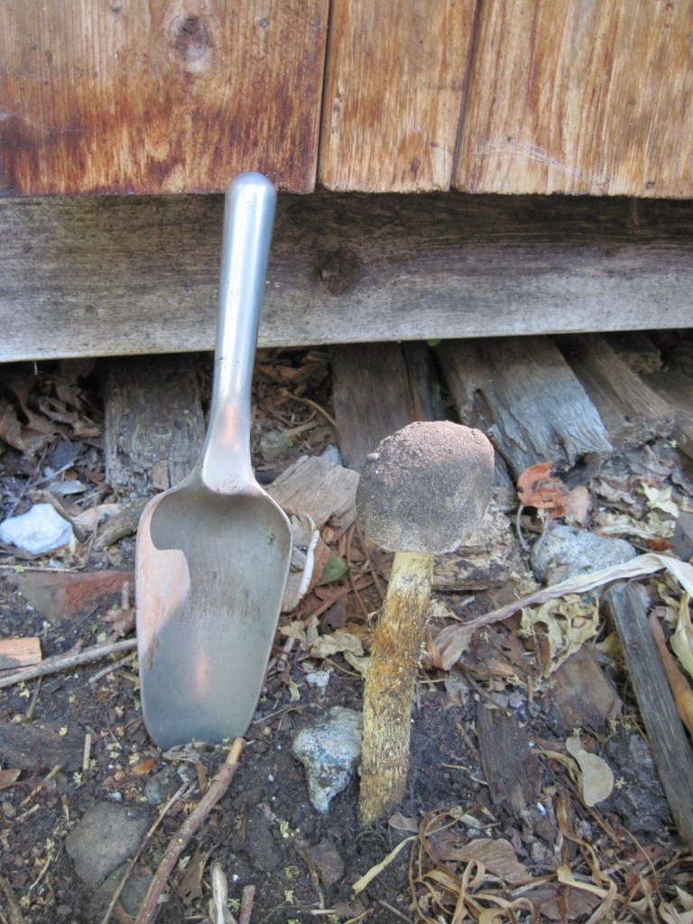 Battarrea phalloides mushroom with trowel for size comparison July 2021