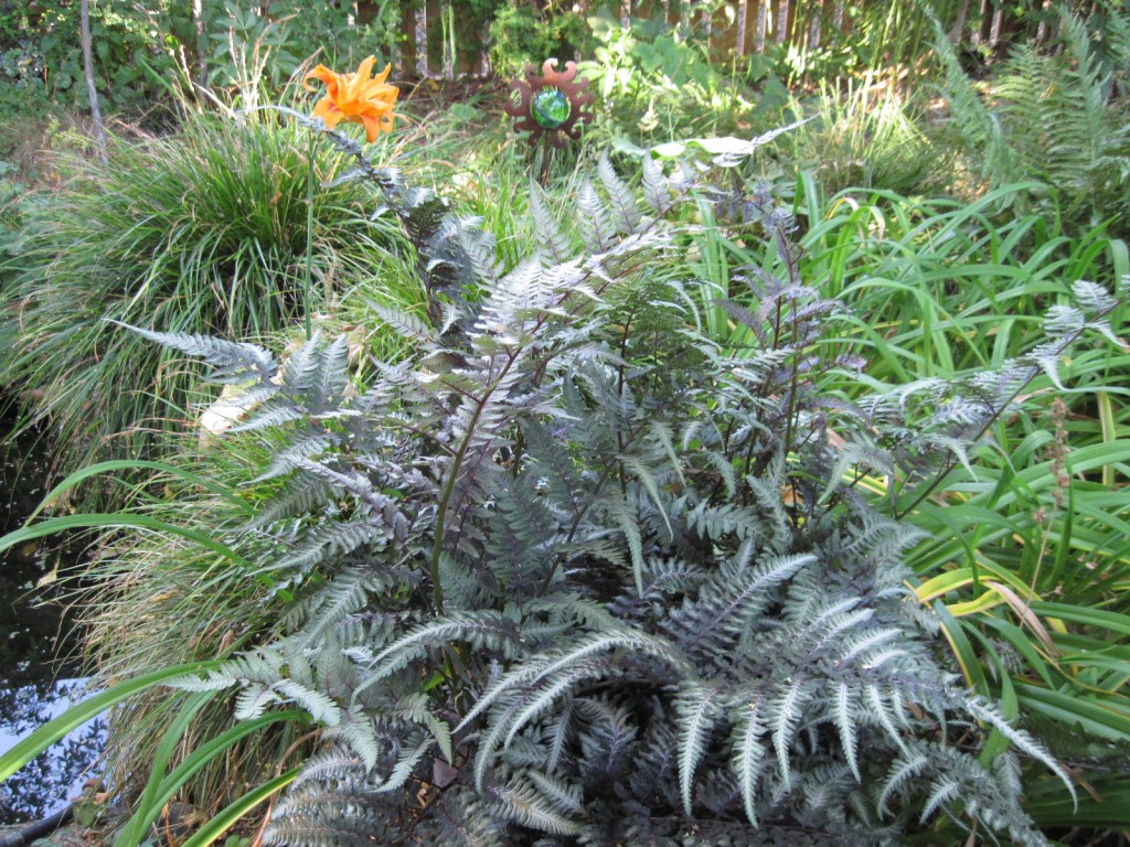 Japanese painted fern (Athyrium niponicum) and orange daylily