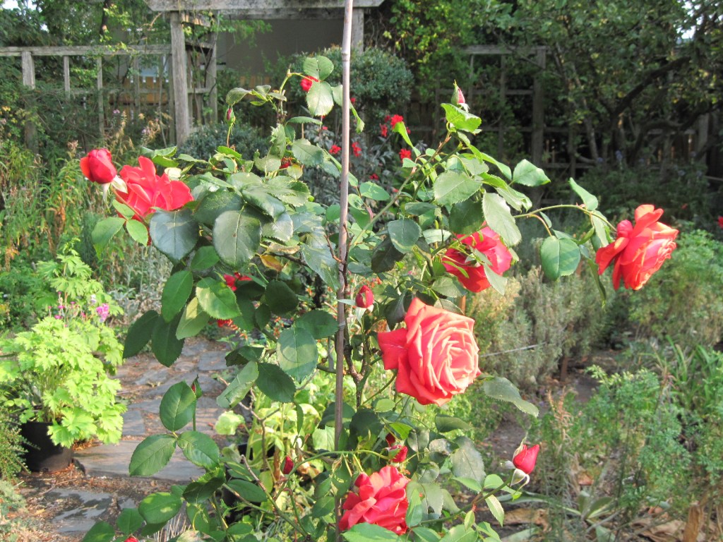 Rose "Fragrant Cloud" August 2021