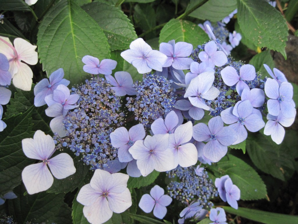 Blue Lacecap Hydrangea August 2022