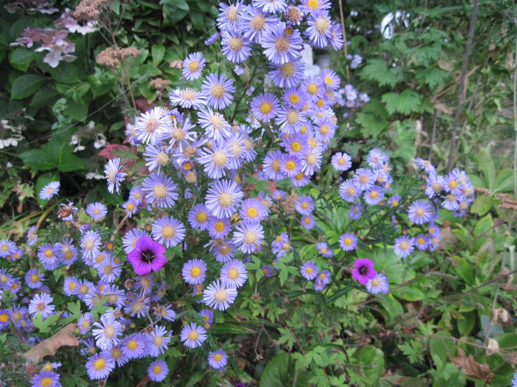 Light purple asters and geranium "Ann Folkard" in back garden