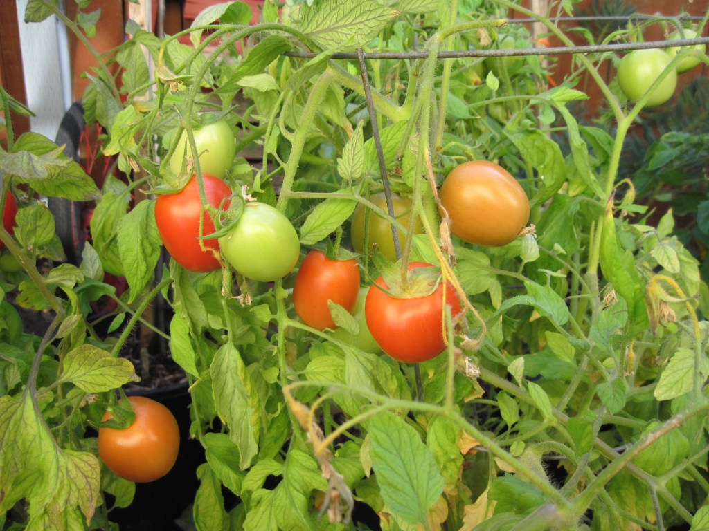 "Roma" tomatoes ripening on the vine