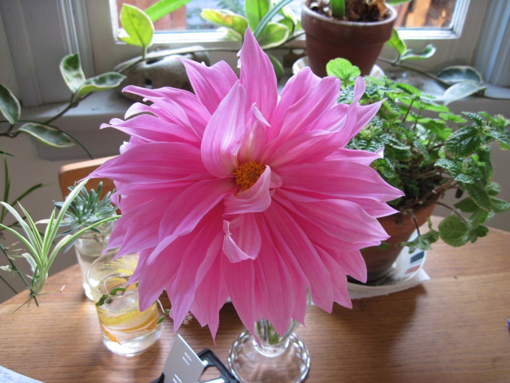 Pink dahlia cut flower on dining nook table