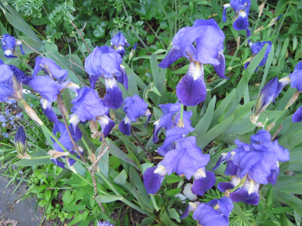 Blue bearded irises