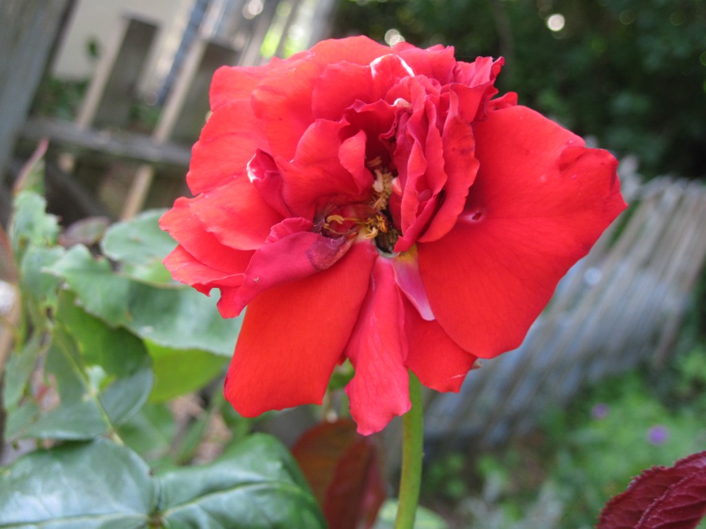 Flower of rose "Fragrant Cloud" damaged by bugs