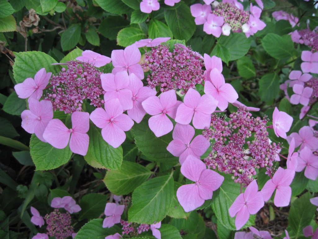 Pink lacecap hydrangea July 2024