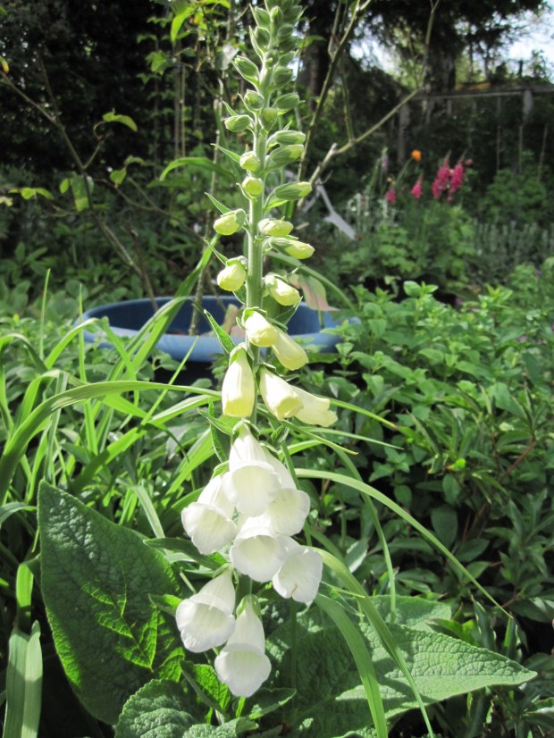 White foxglove May 2025